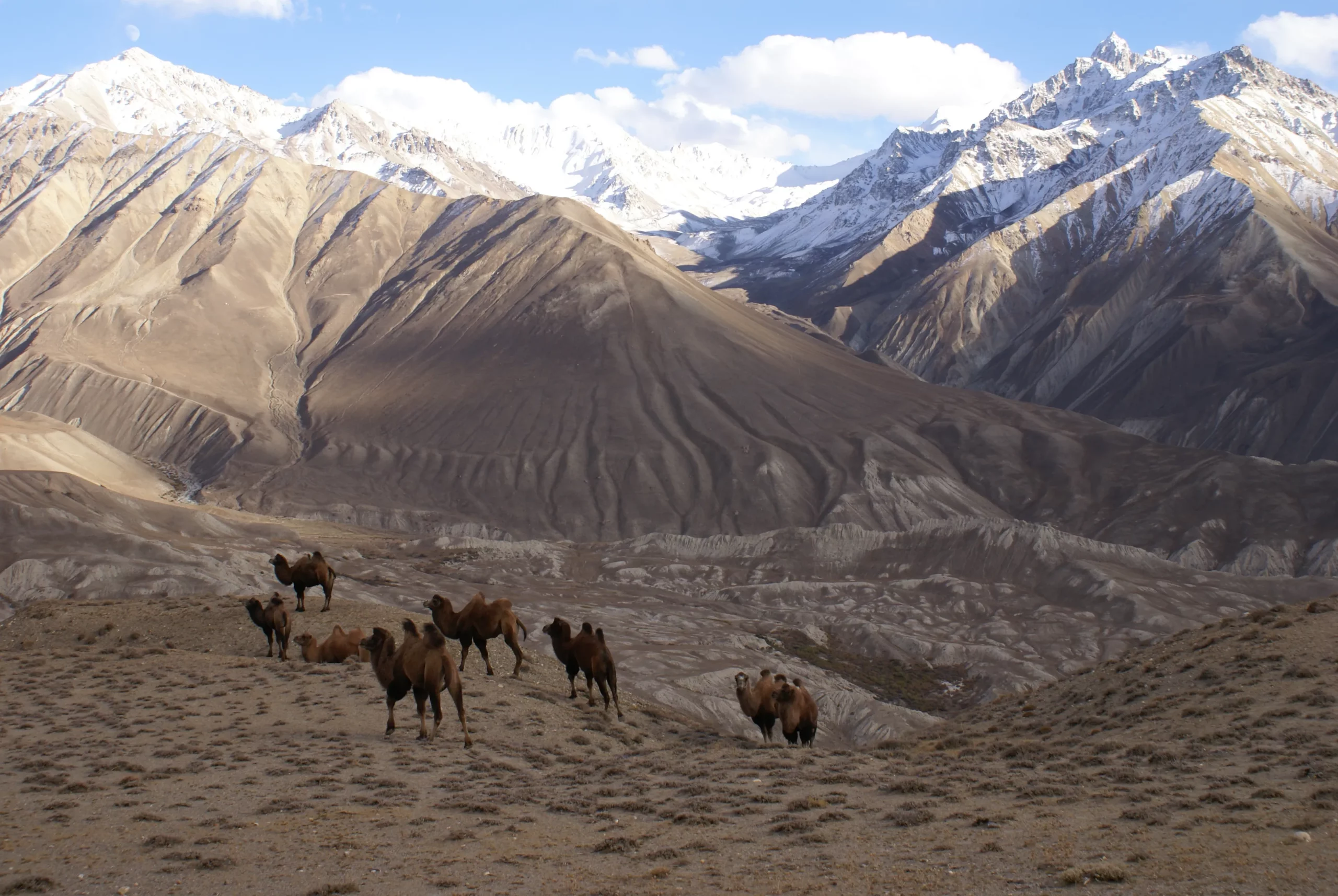 191 verwilderte Kamele aus Afghanistan